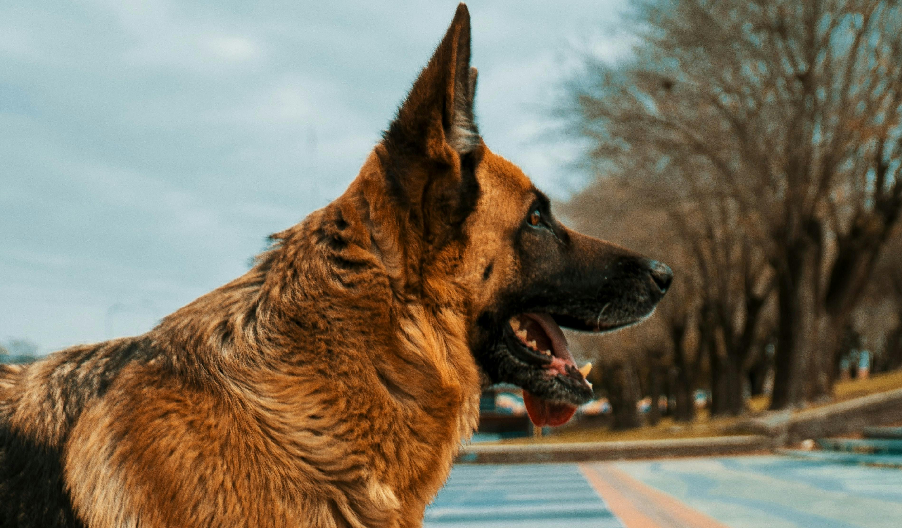 Should You Shave a German Shepherd?