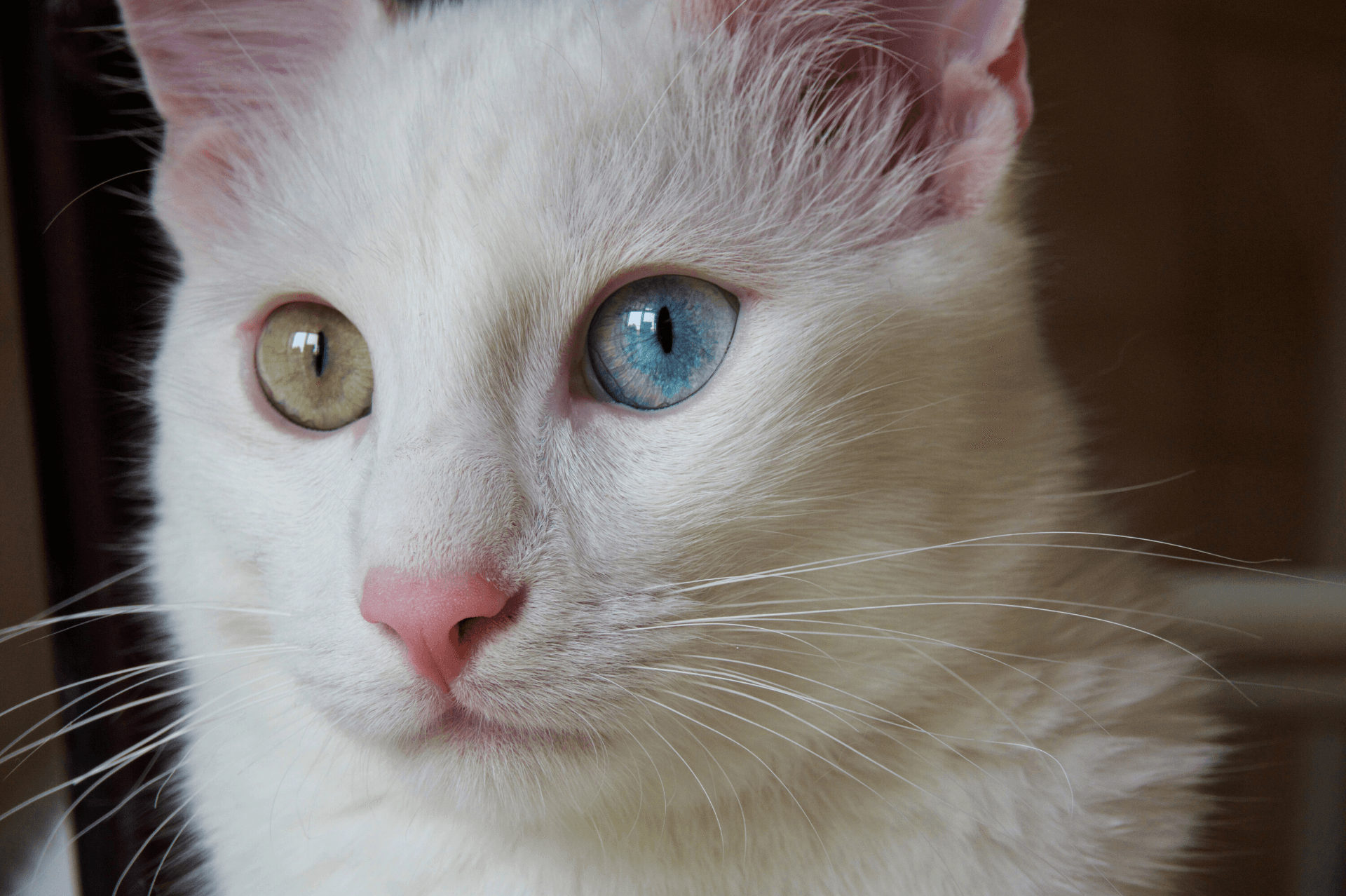 The Turkish Angora - Silky and Serene