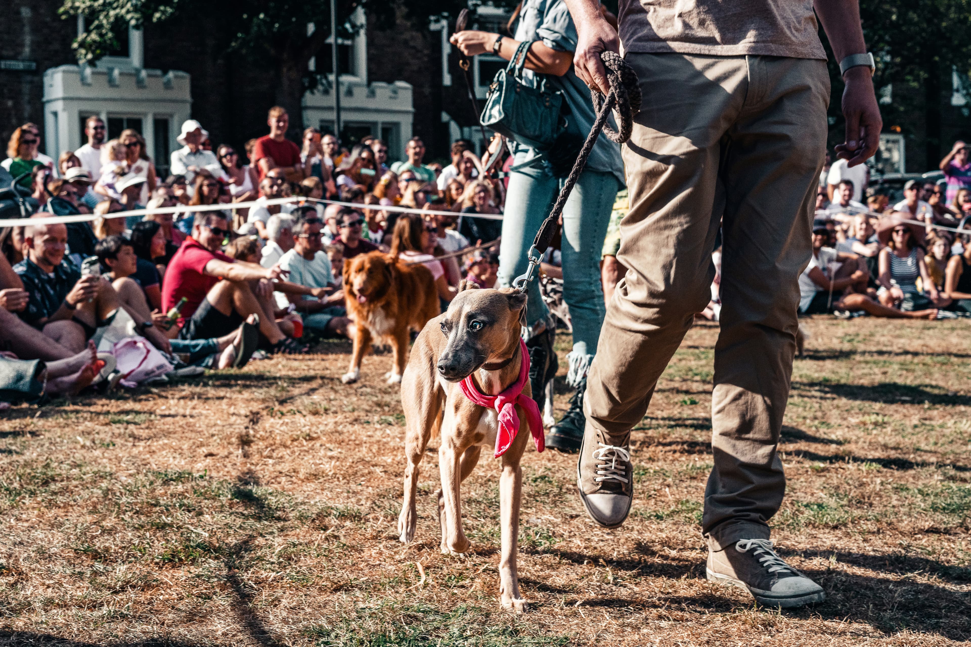 Top 8 Dog Show Tricks