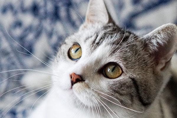 a close up of a cat on a couch