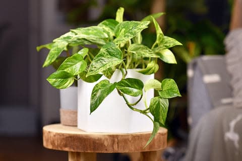 a couple of potted plants sitting on top of a wooden table