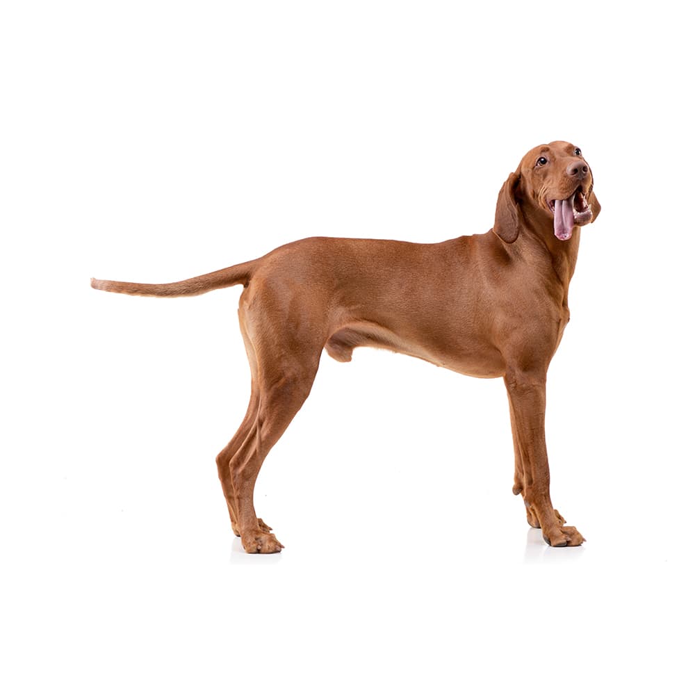 Vizsla