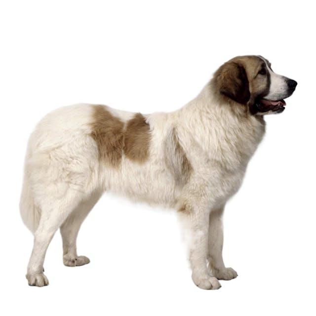 Pyrenean Mastiff