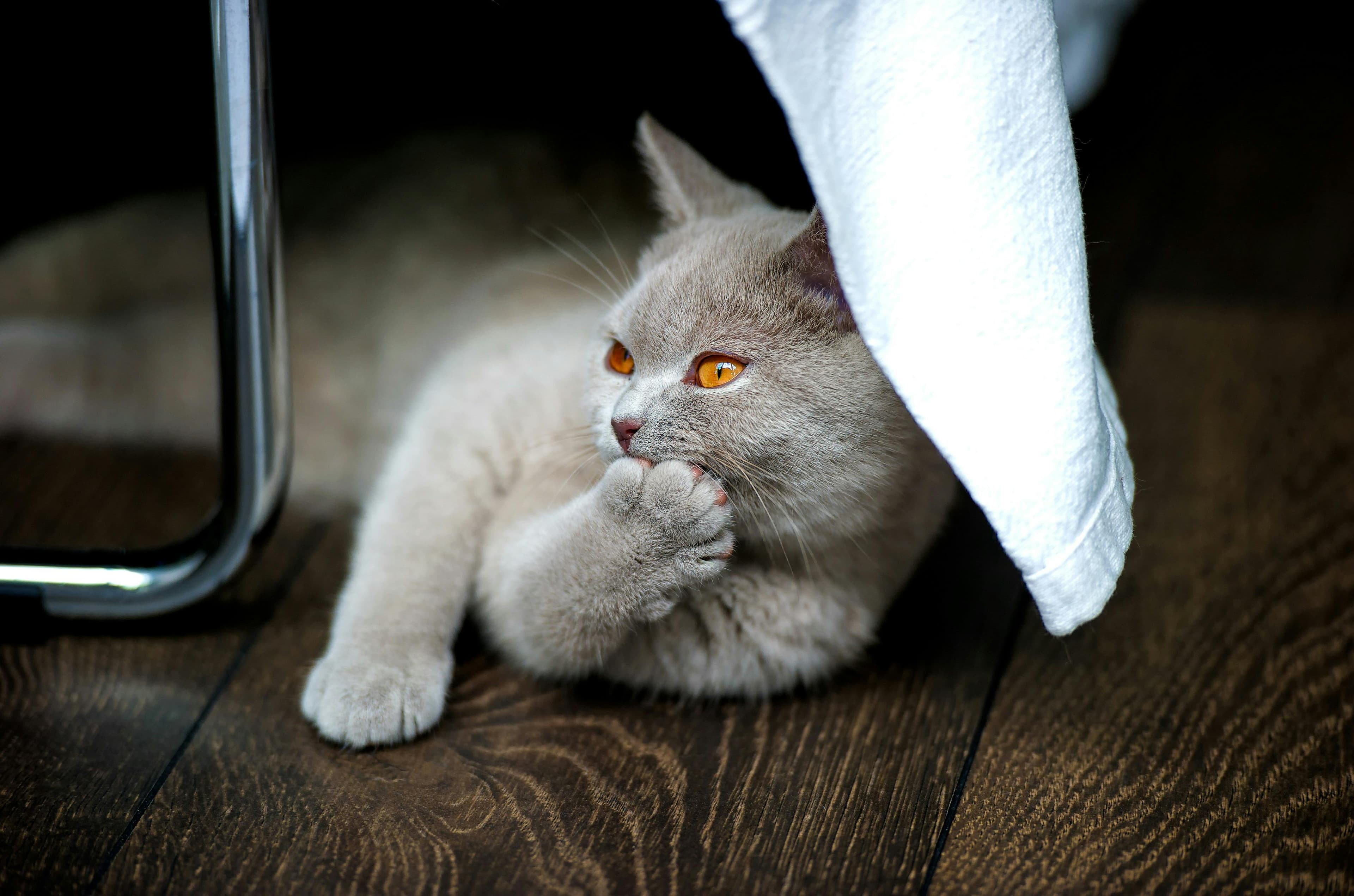 British Shorthair Cat Breed Overview