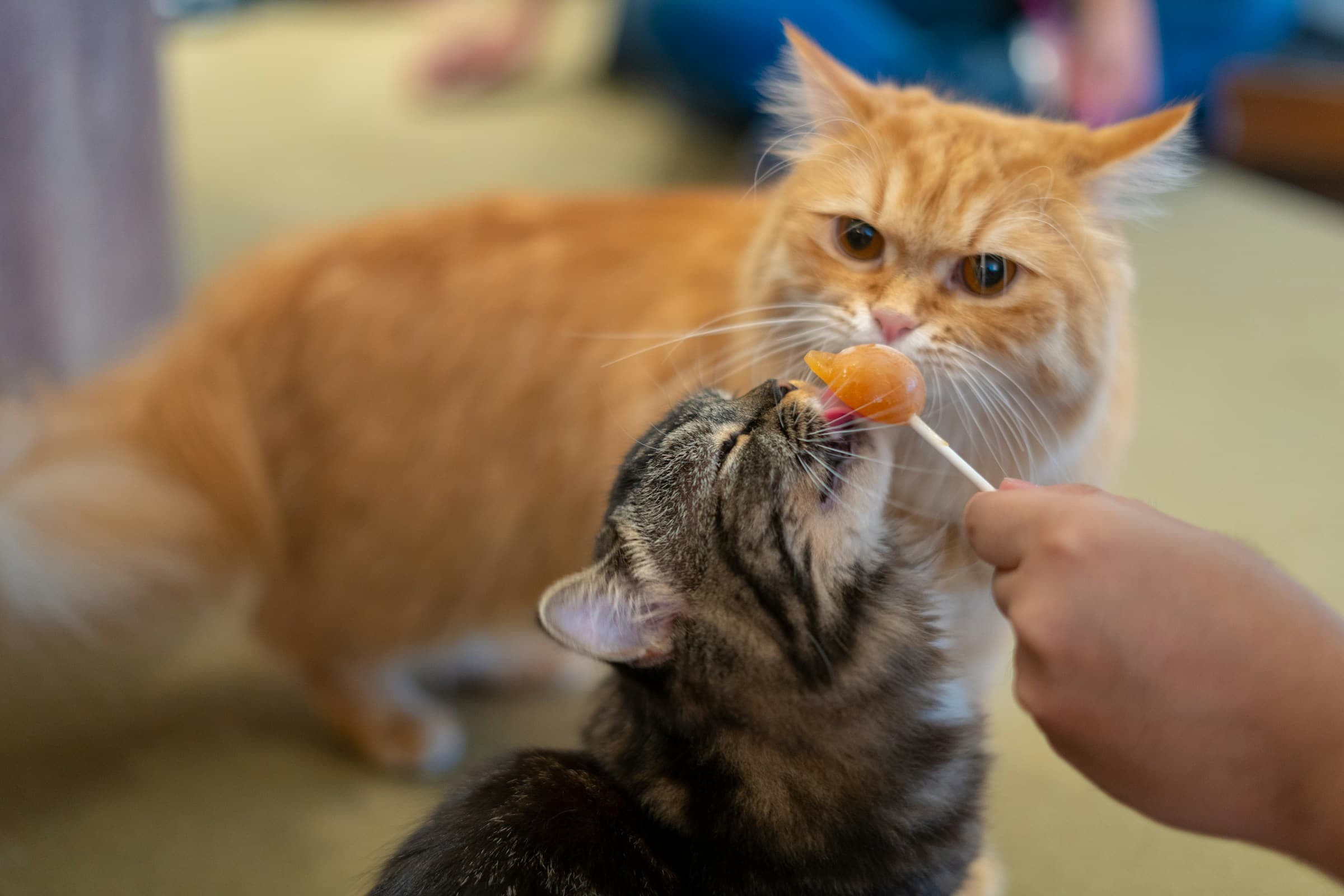 Homemade Cat Treats