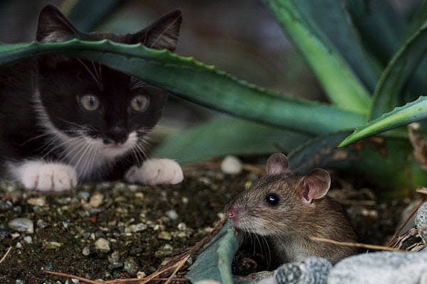 a black and white cat and a mouse in the dirt