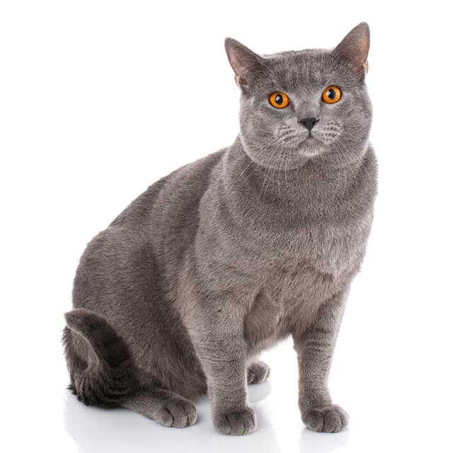 Chartreux Cat