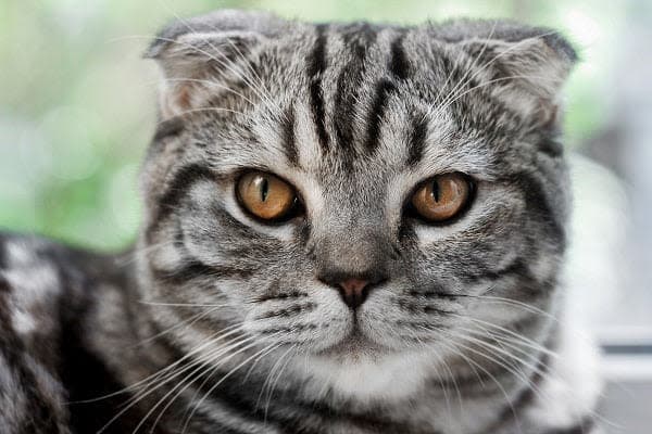 a close up of a cat laying on a window sill