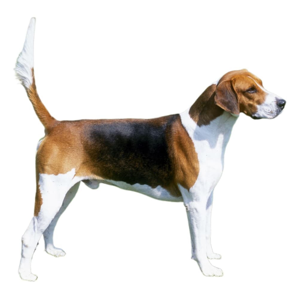 English Foxhound