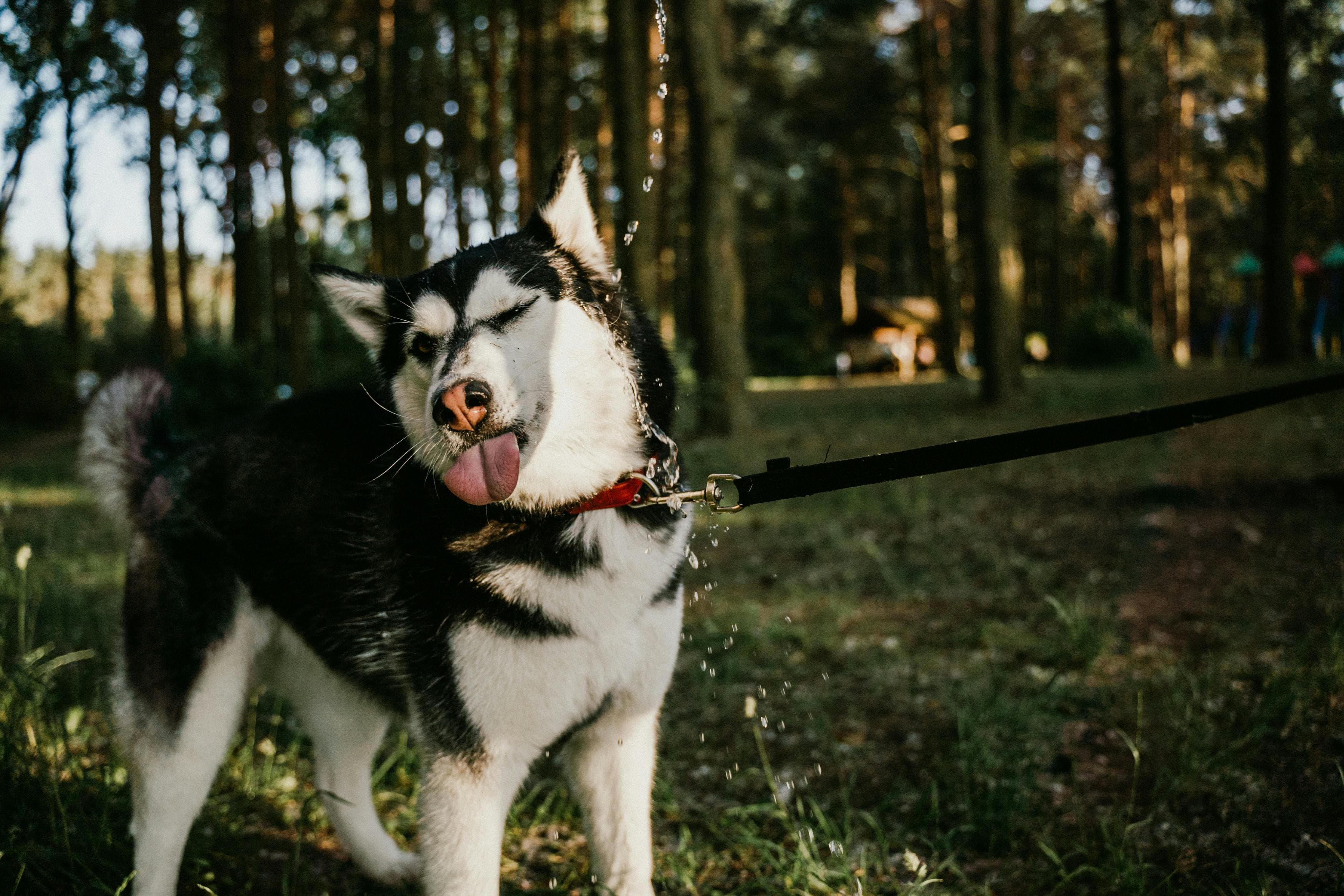 How to Stop Your Dog From Pulling on the Leash