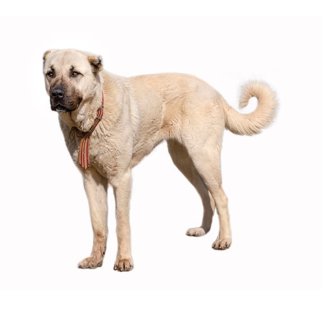 Anatolian Shepherd Dog