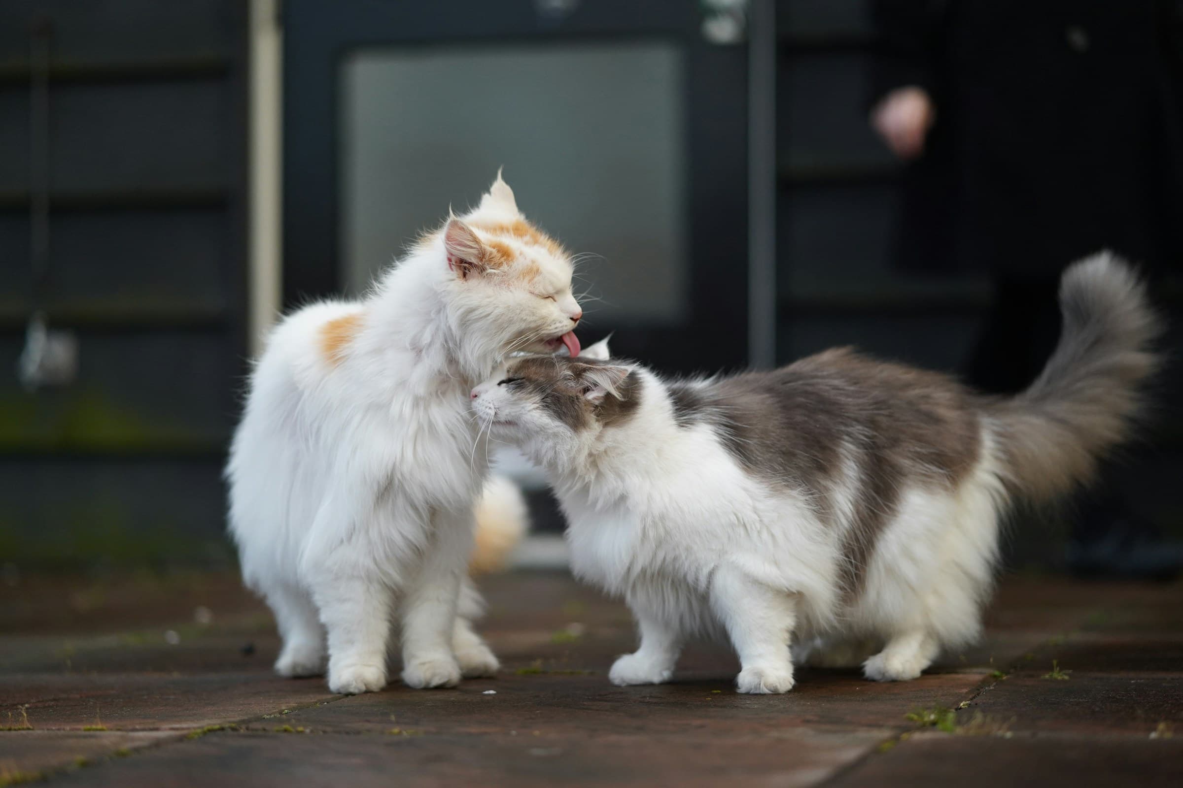 Bonded Pair Cats