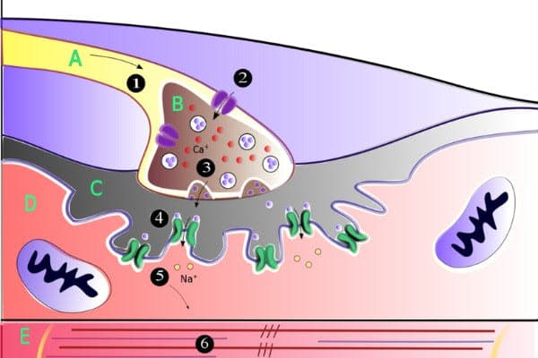 a diagram of the structure of a cell