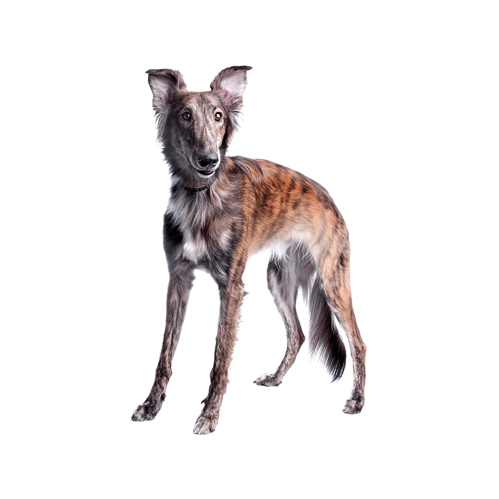 Silken Windhound