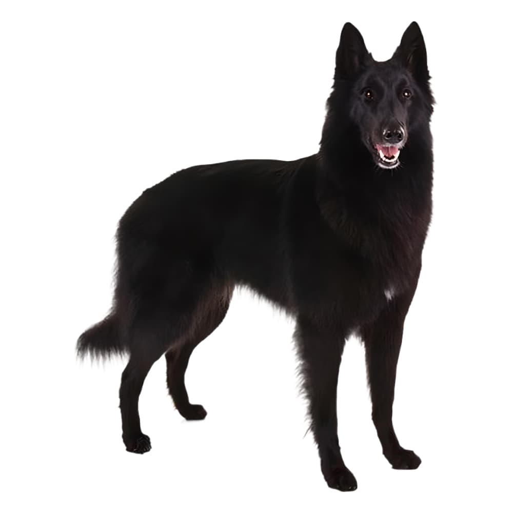 Belgian Sheepdog