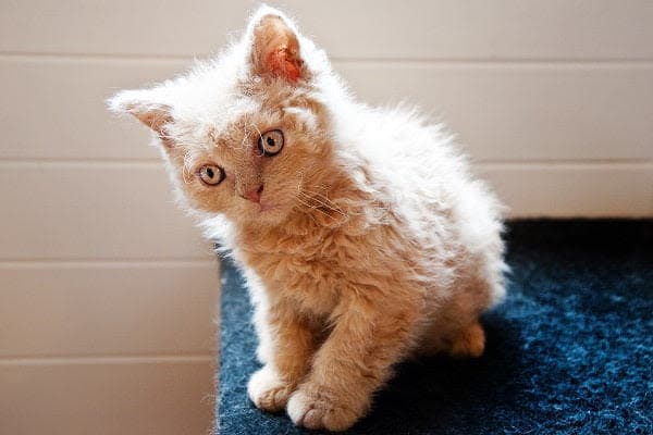 a small kitten sitting on top of a blue carpet