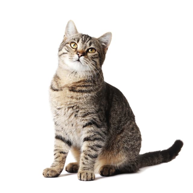 American Shorthair