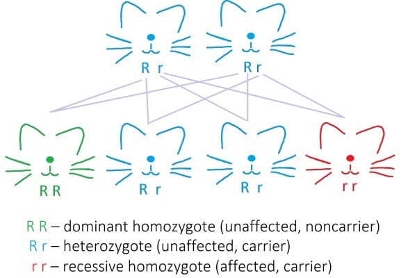 a diagram of a cat's face with the letters r r r r r