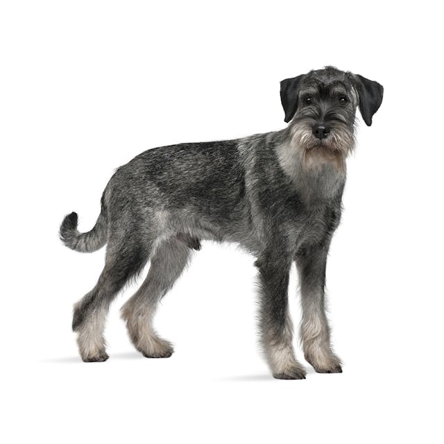 Standard Schnauzer