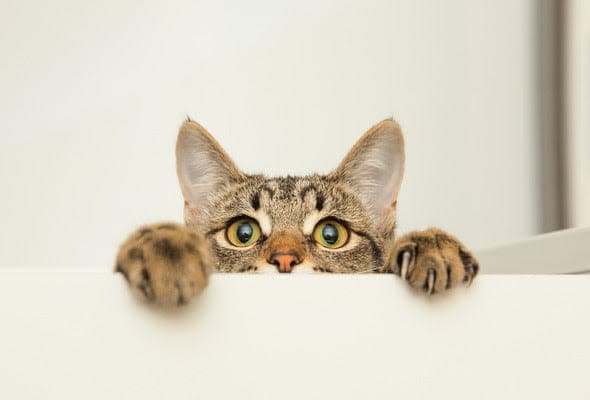 a cat looking over the edge of a table