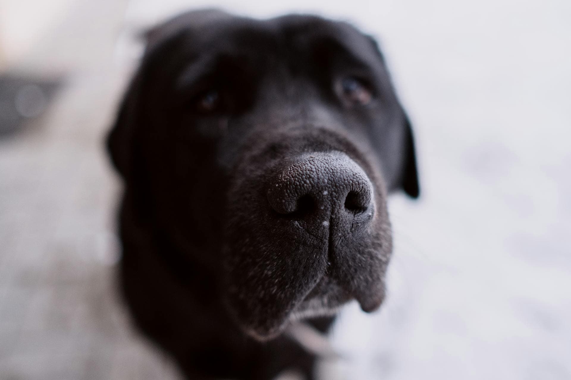 Dog Nose Anatomy