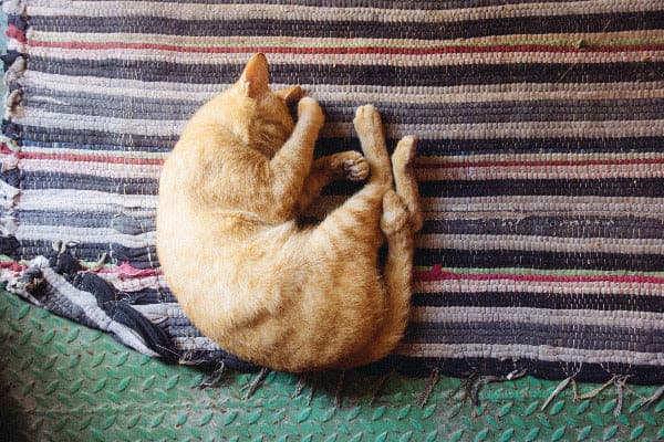 a cat is curled up on a rug