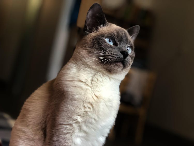 The Traditional Eastern Siamese – The Thai Siamese