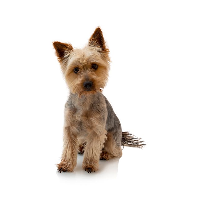 Australian Terrier