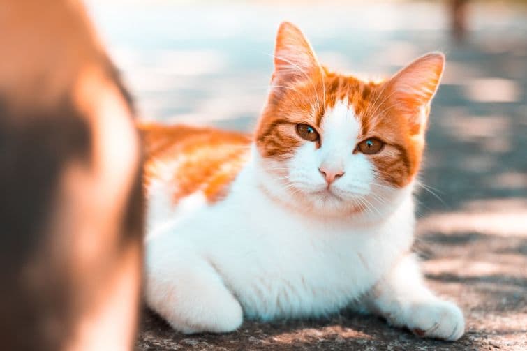 an orange and white cat laying on the ground