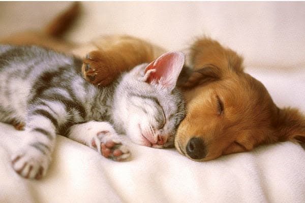 a cat and a dog sleeping together on a bed