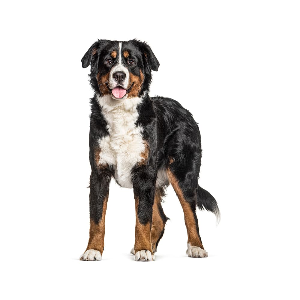 Bernese Mountain Dog