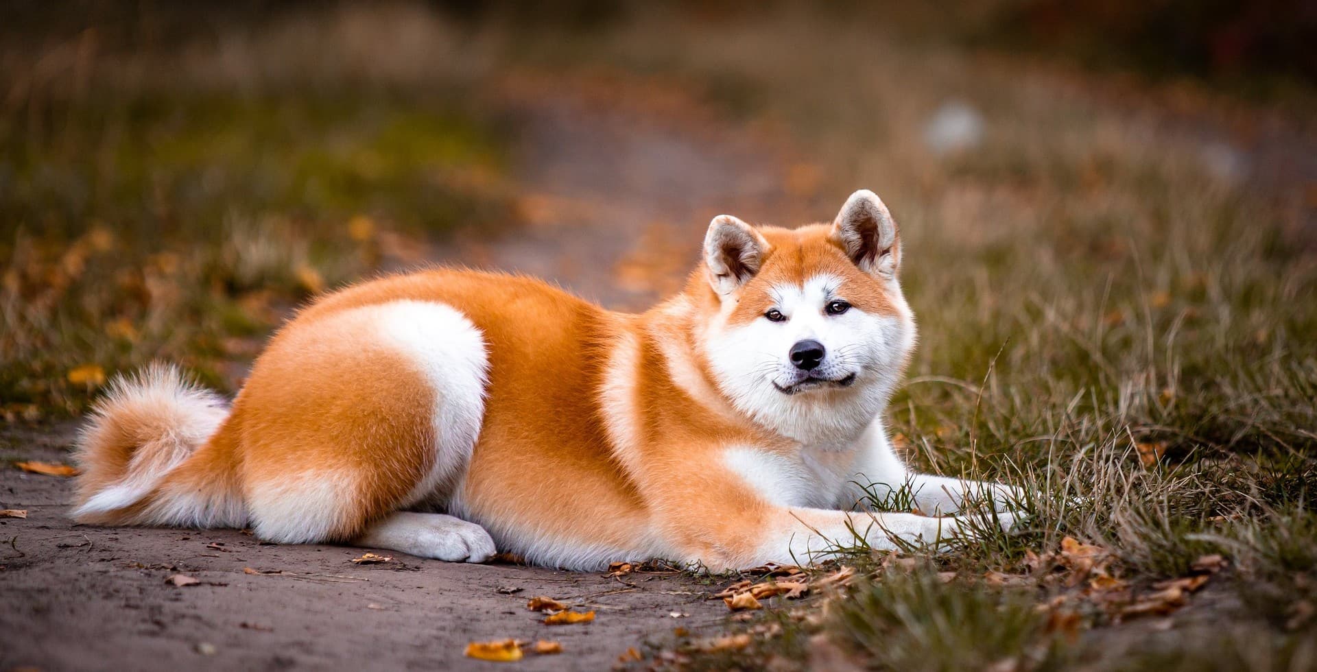 Akita Lifespan: What to Expect