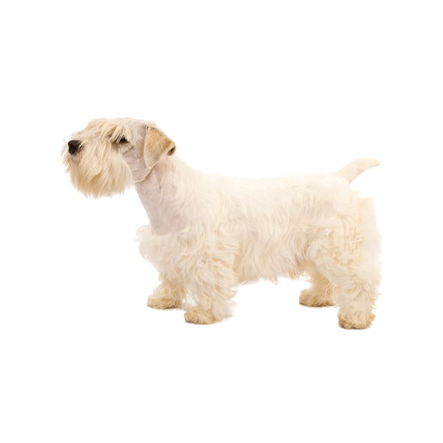 Sealyham Terrier