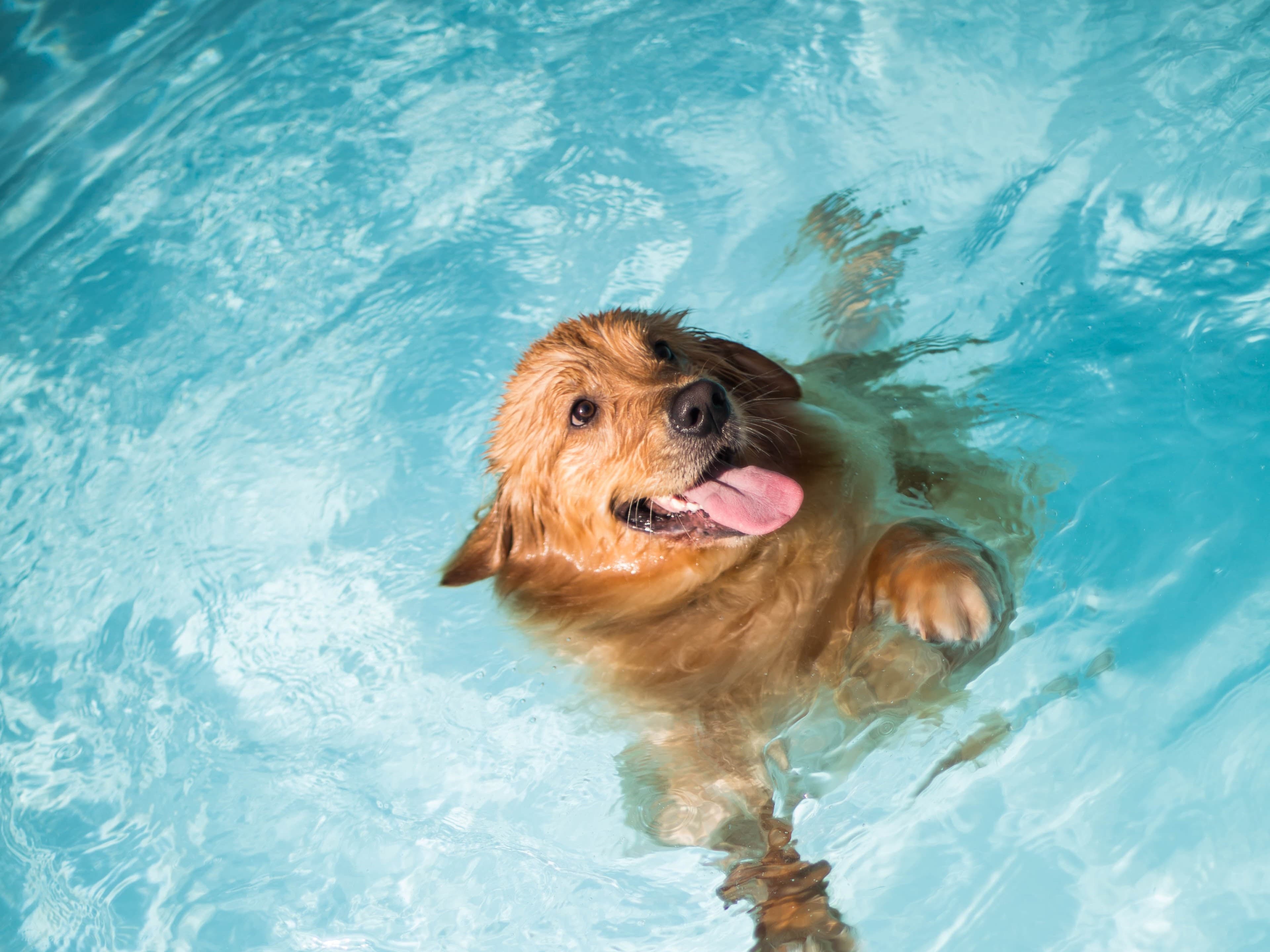 How Often Can You Wash a Dog?