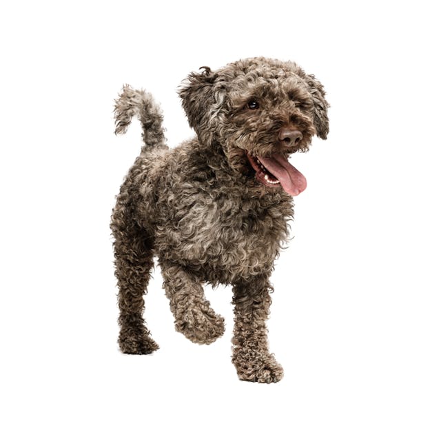 Lagotto Romagnolo