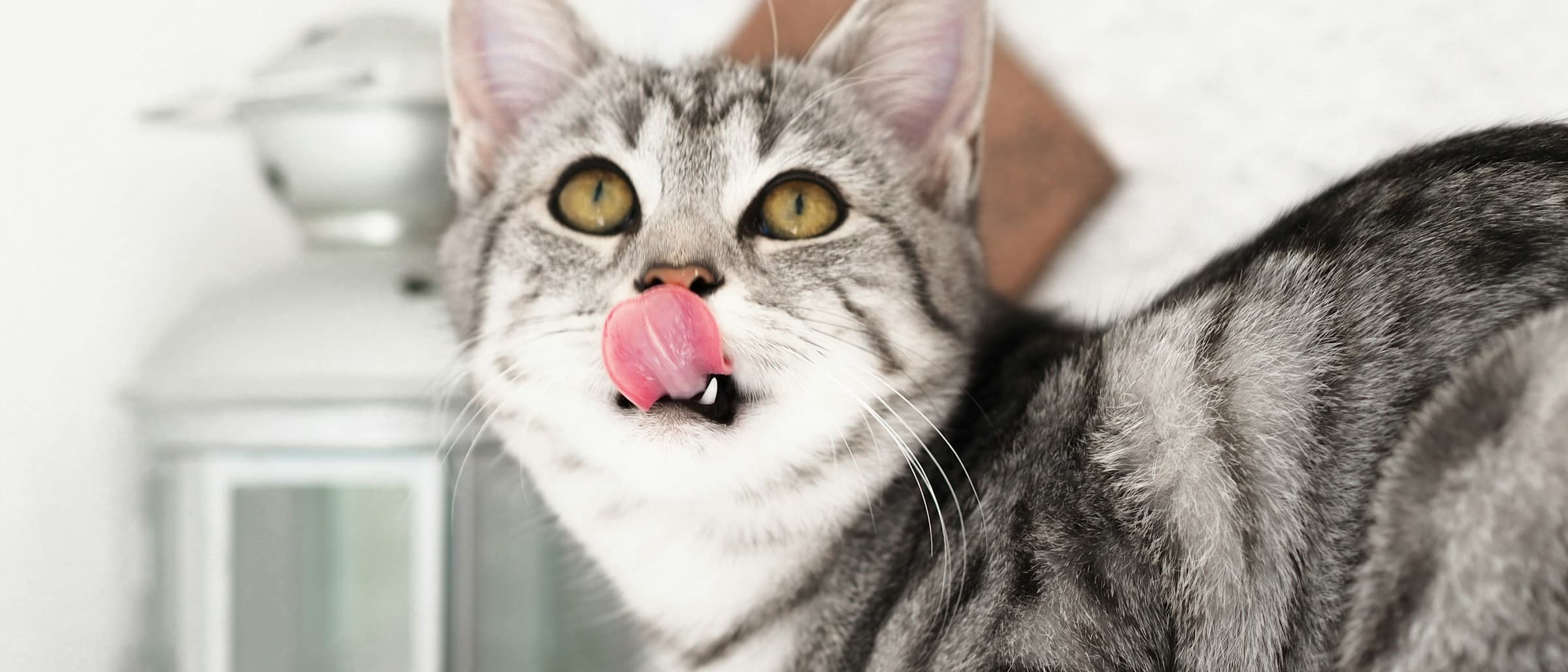 How Long Can a Cat Go Without Eating?