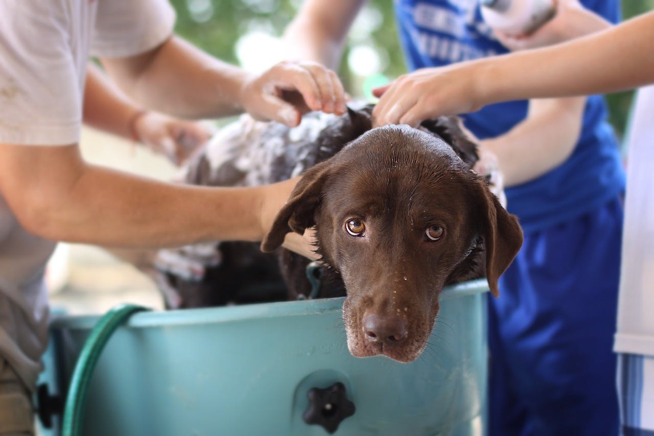 Dog Bath Guide: How Often Should I Bathe My Dog?