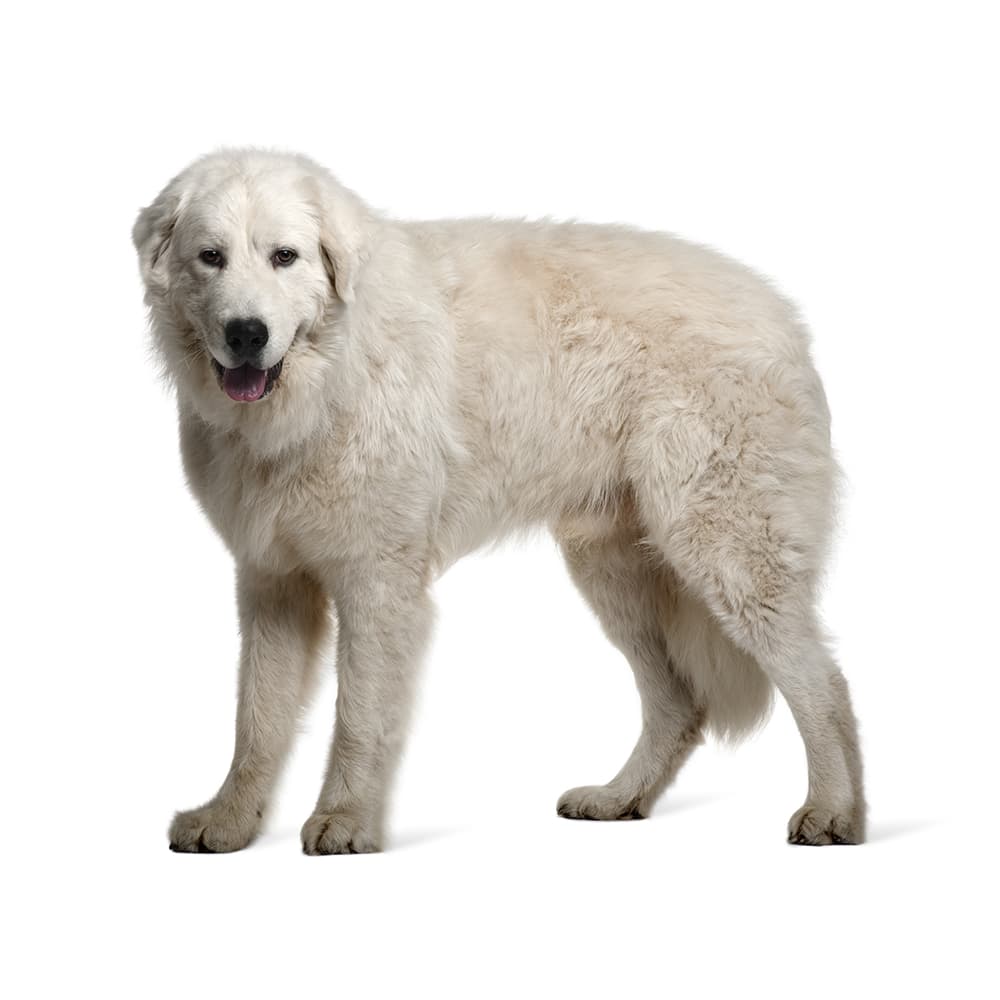 Maremma Sheepdog