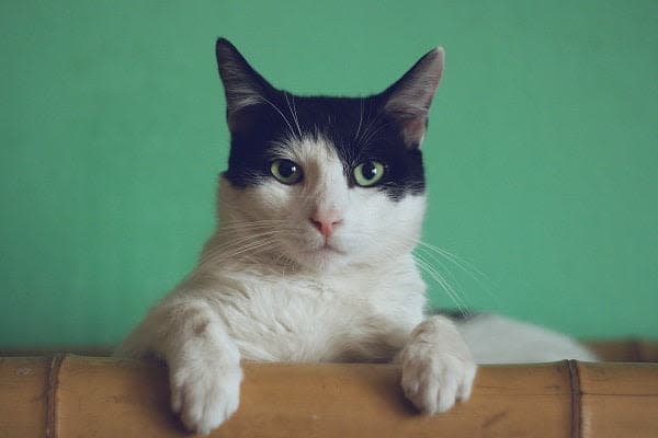 a black and white cat sitting on top of a wooden chair