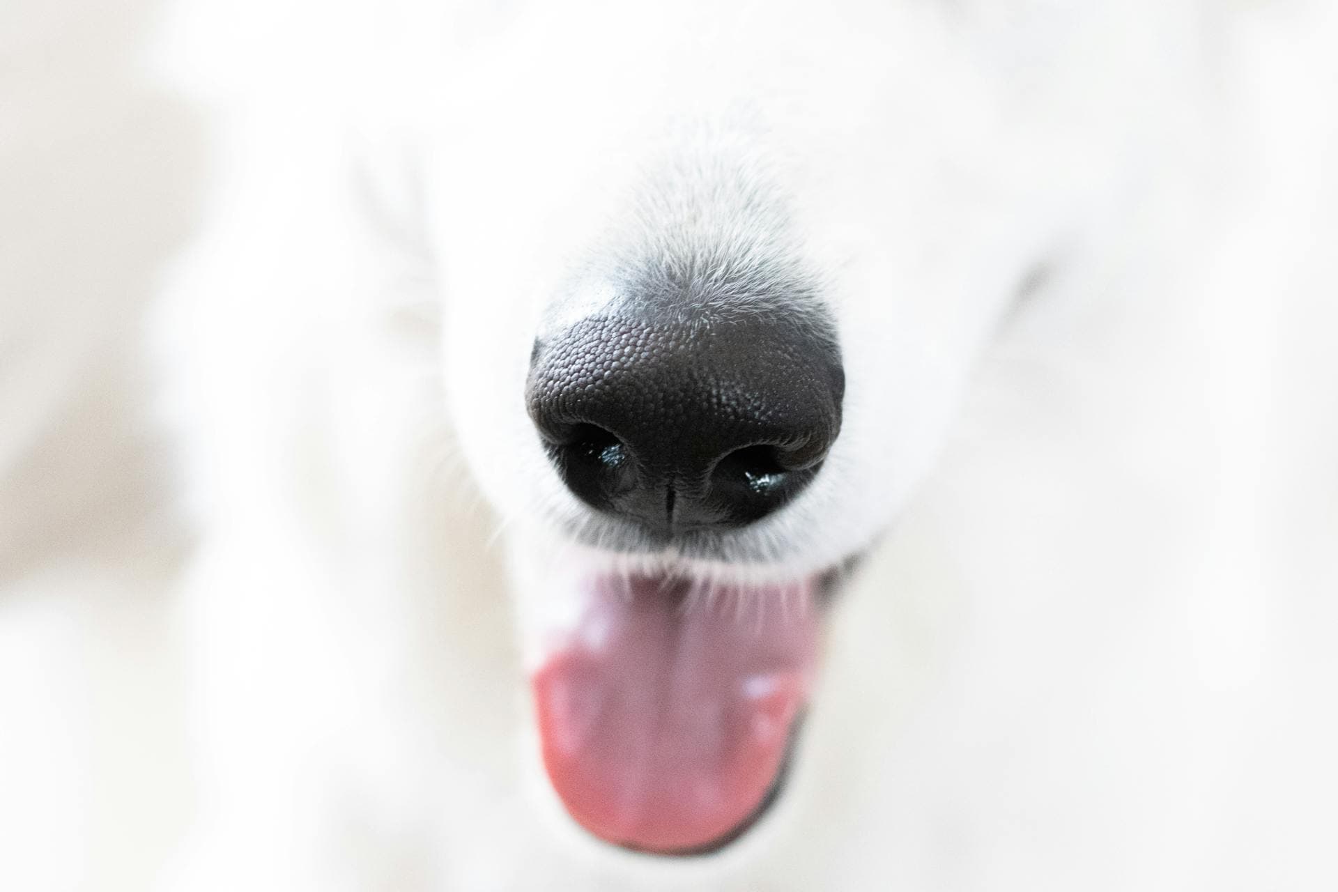 My Dog’s Nose Is Dry: How to Care for a Dog’s Nose