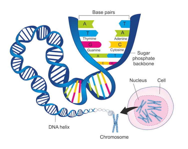 a diagram of the structure of a human cell