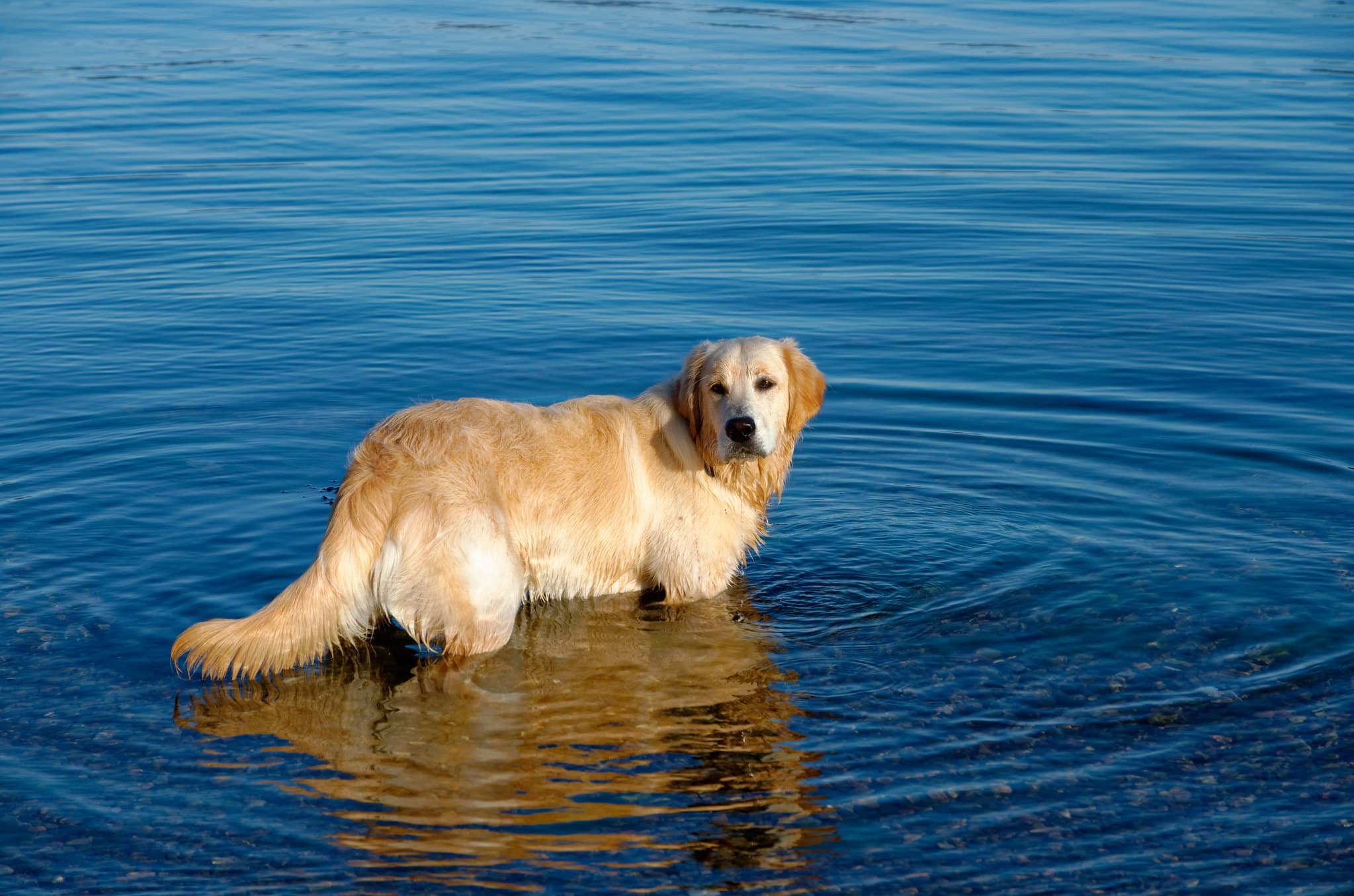 Top 13 Water Dog Breeds