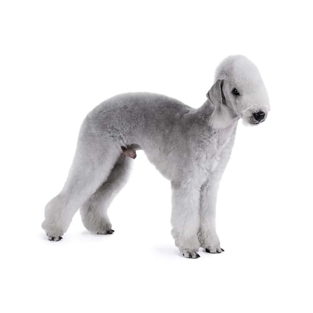 Bedlington Terrier