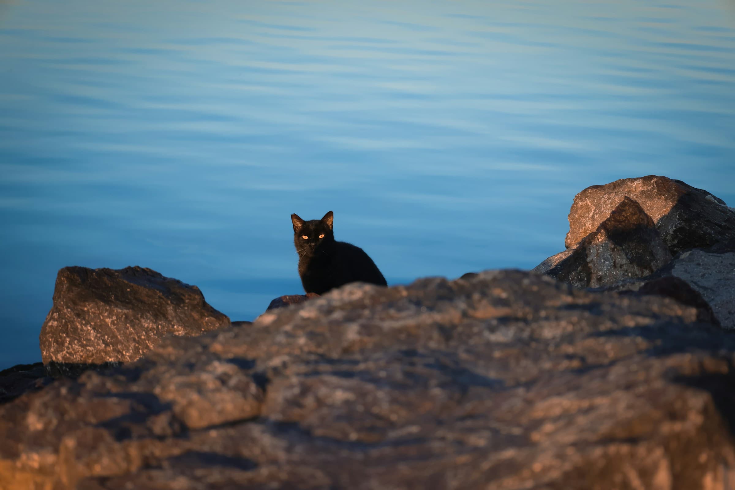 Top 10 Water-Loving Cat Breeds