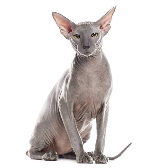 Peterbald