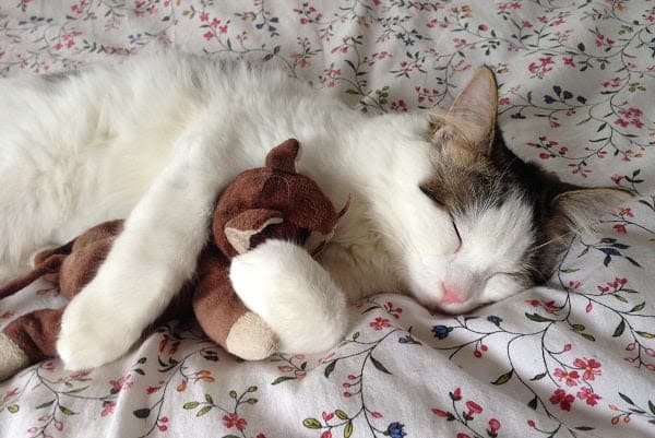 a cat sleeping with a stuffed animal on a bed