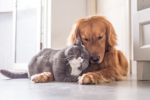 a dog and a cat laying on the floor