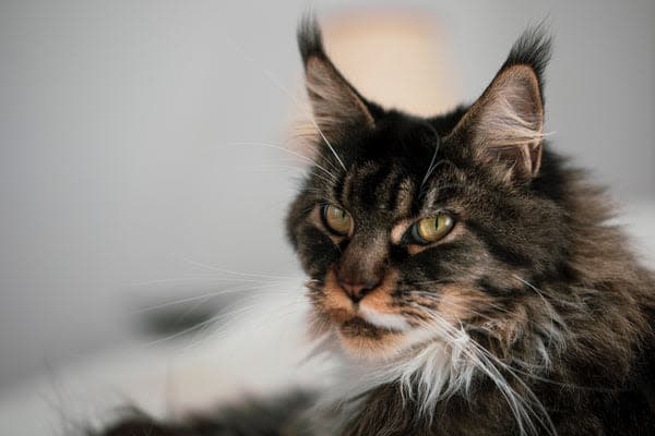 a long haired cat sitting on top of a bed