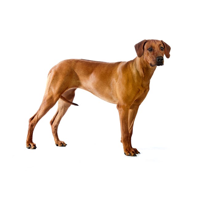 Rhodesian Ridgeback