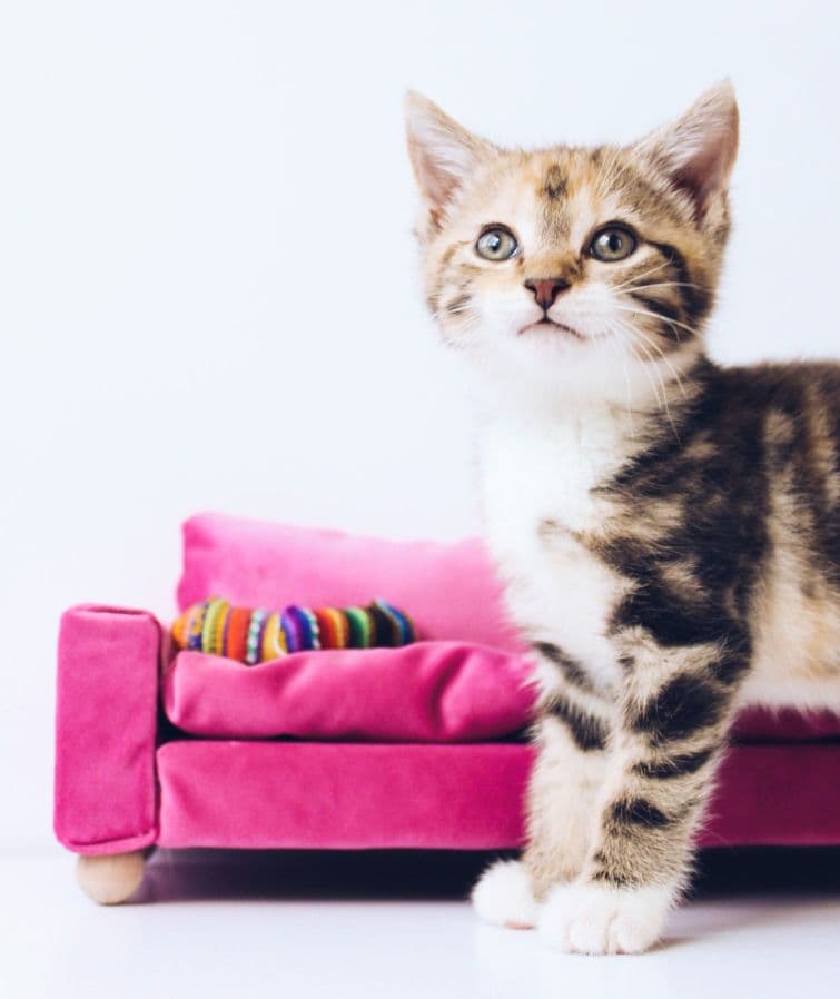 a small kitten standing on a pink couch